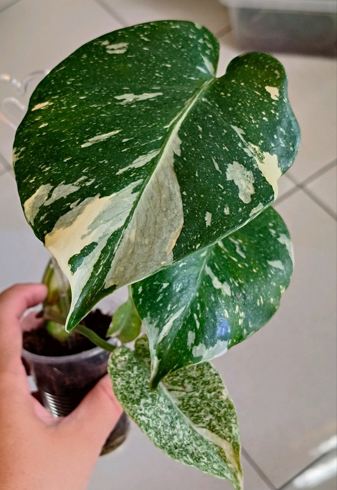 Monstera Thai Constellation nr 2, Huis en Inrichting, Kamerplanten, Verzenden, Halfschaduw, Minder dan 100 cm