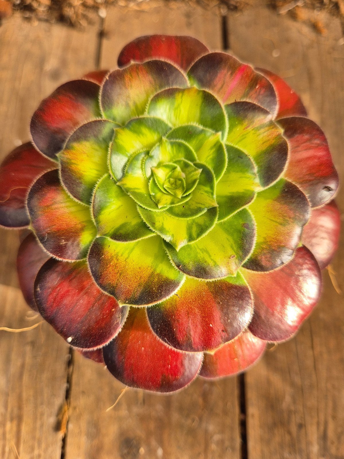 Aeonium p10 (4), Ophalen of Verzenden, Halfschaduw, Minder dan 100 cm