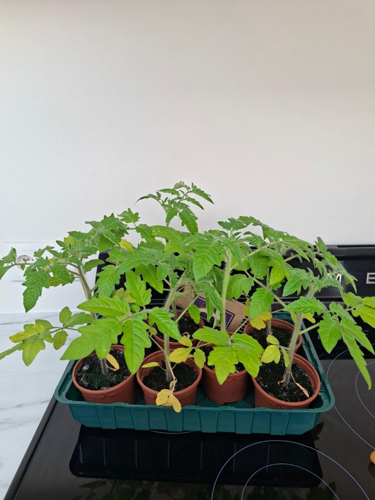 Stekjes planten tomaten - vleestomaten Marmande, Ophalen, Eenjarig, Groenteplanten, Volle zon