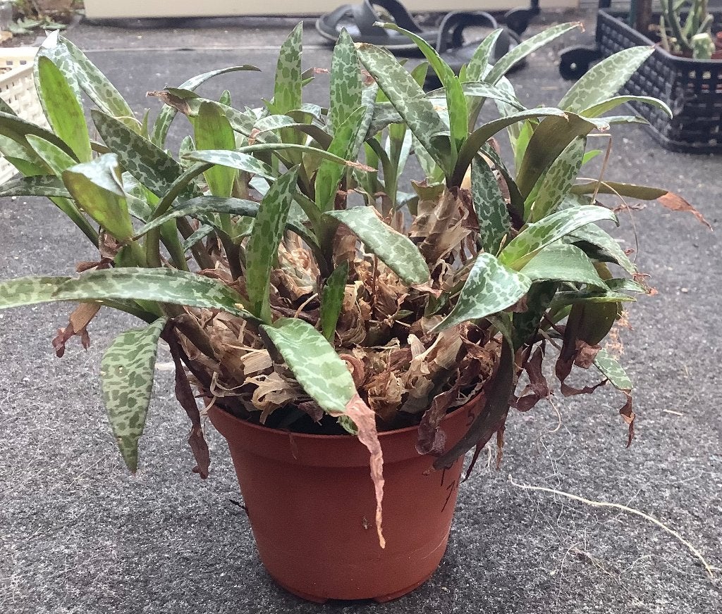 Scilla, Ophalen of Verzenden, Halfschaduw, Minder dan 100 cm