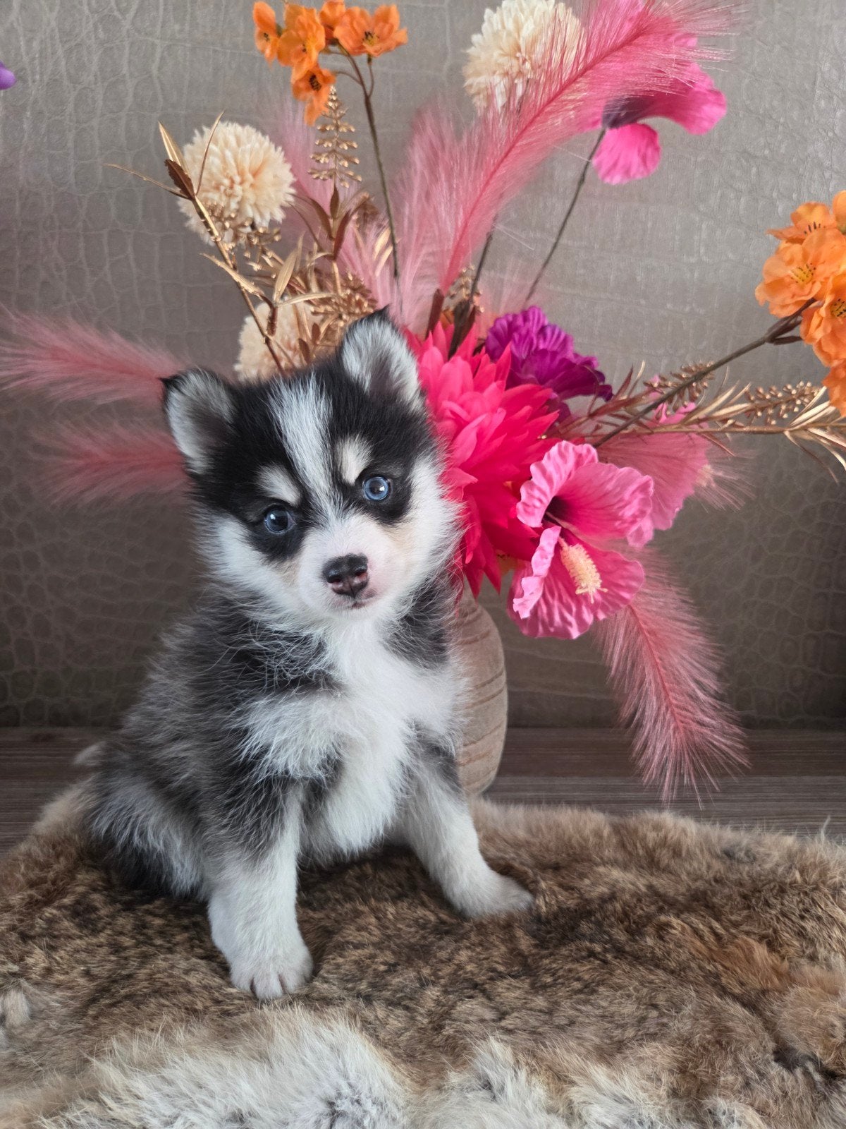 Pomeranian pups, Dieren en Toebehoren, Keeshond, 8 tot 15 weken, Meerdere, Meerdere dieren