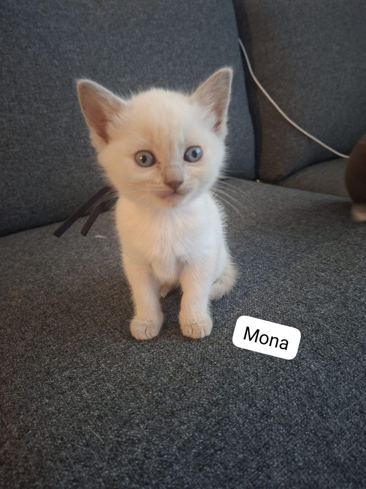 Britse korthaar x Ragdoll kittens, Meerdere dieren, 0 tot 2 jaar