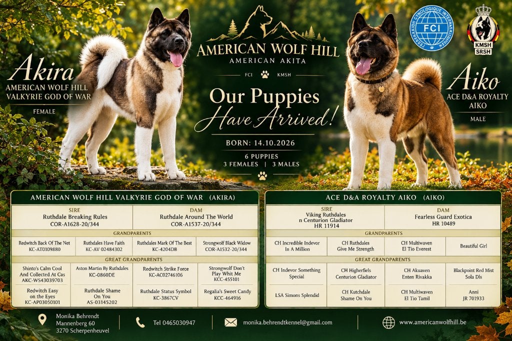 American Akita puppy te koop met stamboom, Dieren en Toebehoren, België, Overige rassen, 8 tot 15 weken, Meerdere
