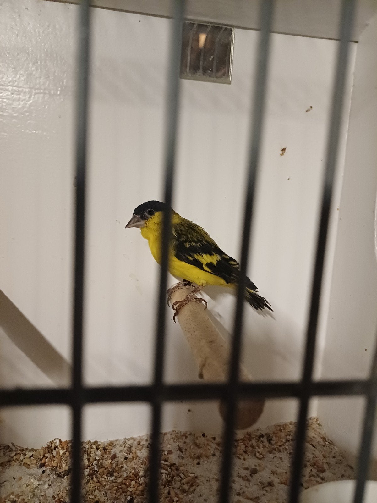 yarel sijs man., Dieren en Toebehoren, Mannelijk