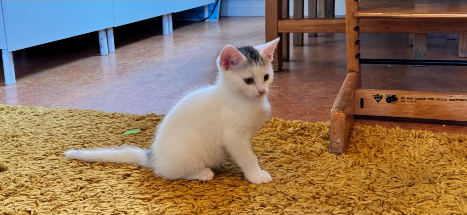 Kitten Poes, 8 weken oud., Dieren en Toebehoren, Katten en Kittens | Overige Katten, Poes