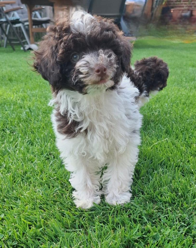 Prachtige chocolade harlekijn Toy Poedel pups zoeken een wa, Dieren en Toebehoren, Poedel, 8 tot 15 weken, Meerdere, Meerdere dieren