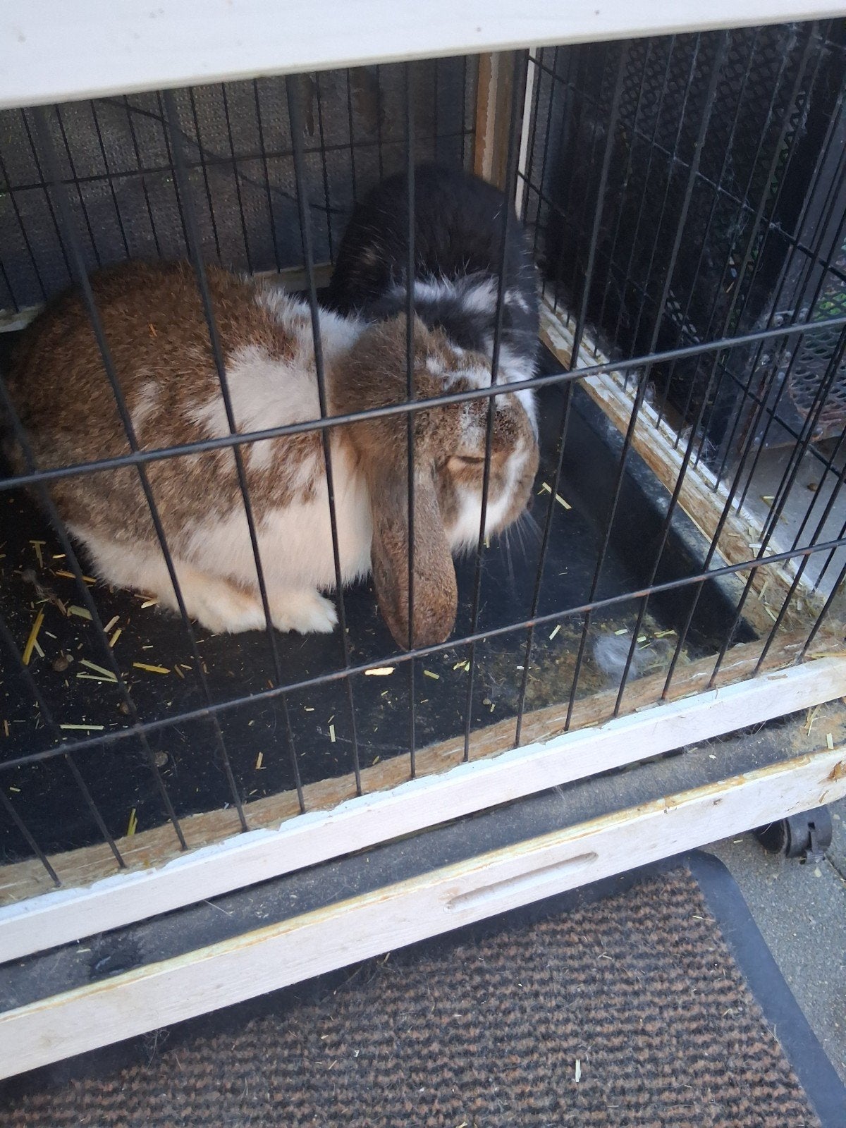 gezocht liefde vol huisje voor konijntjes. evt met hok., Meerdere dieren, Middelgroot