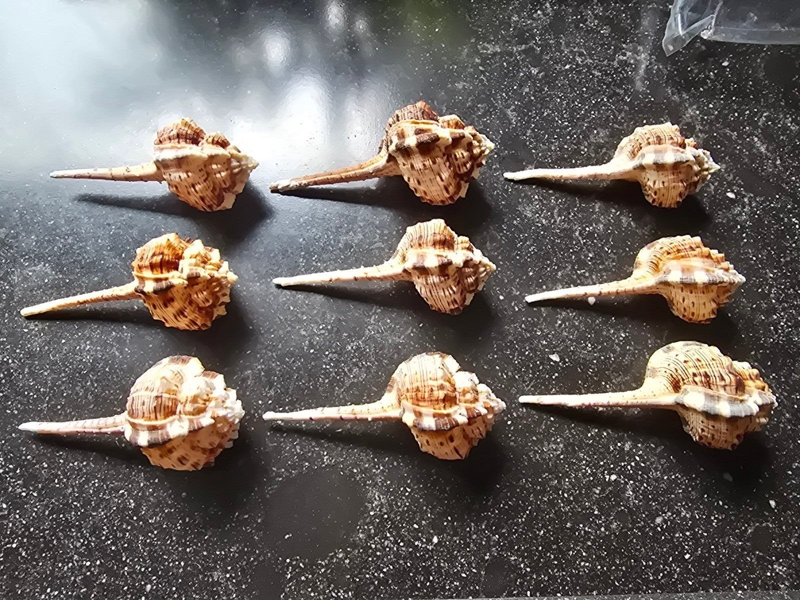 Murex Haustellum schelpen, Ophalen of Verzenden, Overige materialen, Overige merken