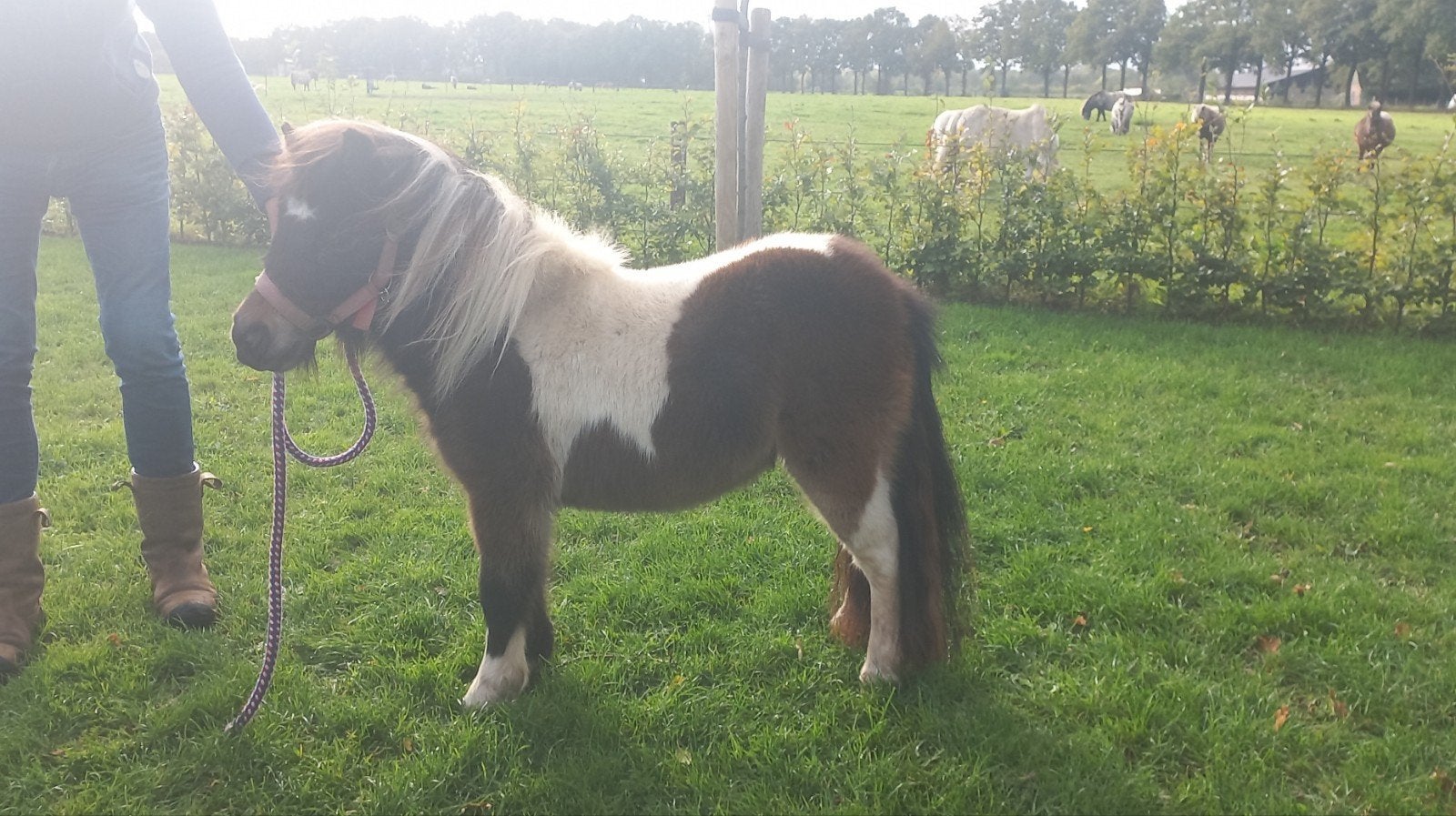 ZWARTBONTE EN BLUEDUN MERRIE'S., Merrie