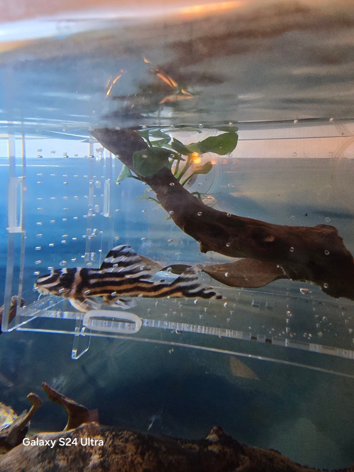 L46 pleco aangeboden, Dieren en Toebehoren, Vogels | Overige Vogels, Mannelijk