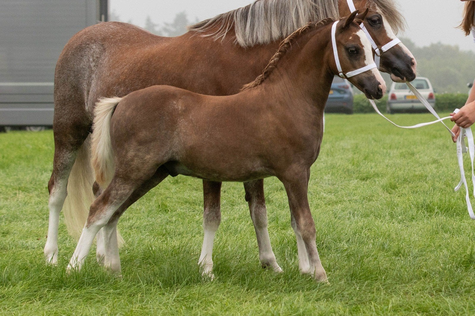 Welsh A hengstveulen, Dieren en Toebehoren, Pony's, Hengst, 0 tot 2 jaar