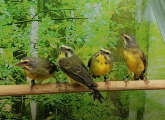 Gezocht volière en tropische vogels., Meerdere dieren