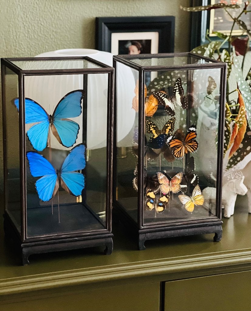 Luxe vitrine/stolp met 12 opgezette vlinders, taxidermie, Ophalen, Nieuw, Insect, Opgezet dier