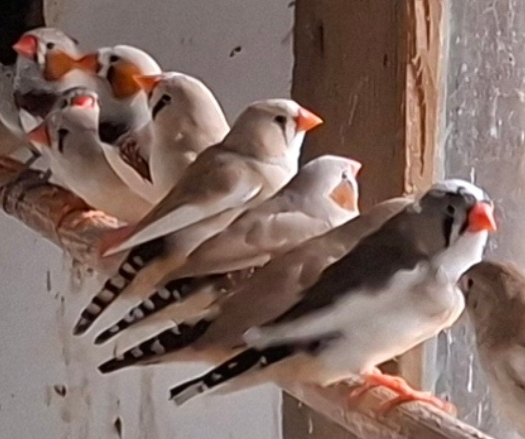 zebravinken  5 euro voor pop en man, Meerdere dieren, Tropenvogel