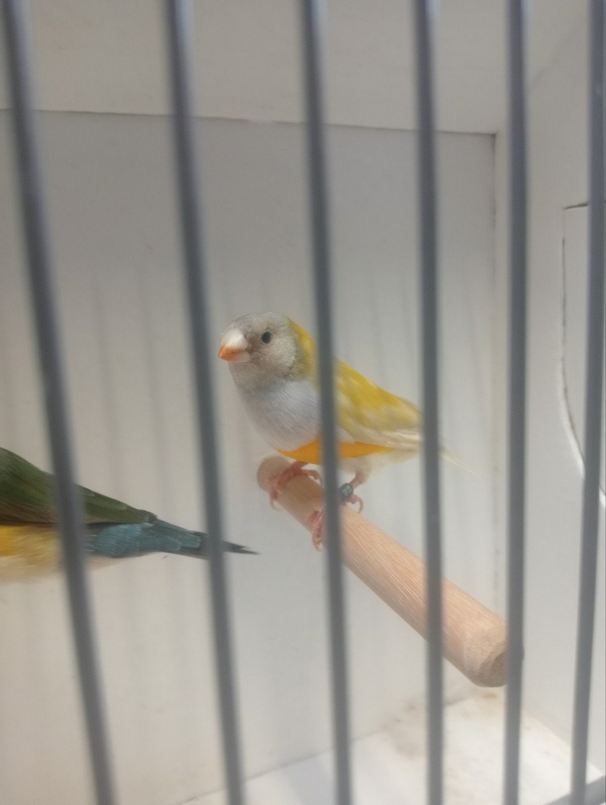 gould koppel, Dieren en Toebehoren, Vogels | Overige Vogels, Meerdere dieren, Tropenvogel, Geringd