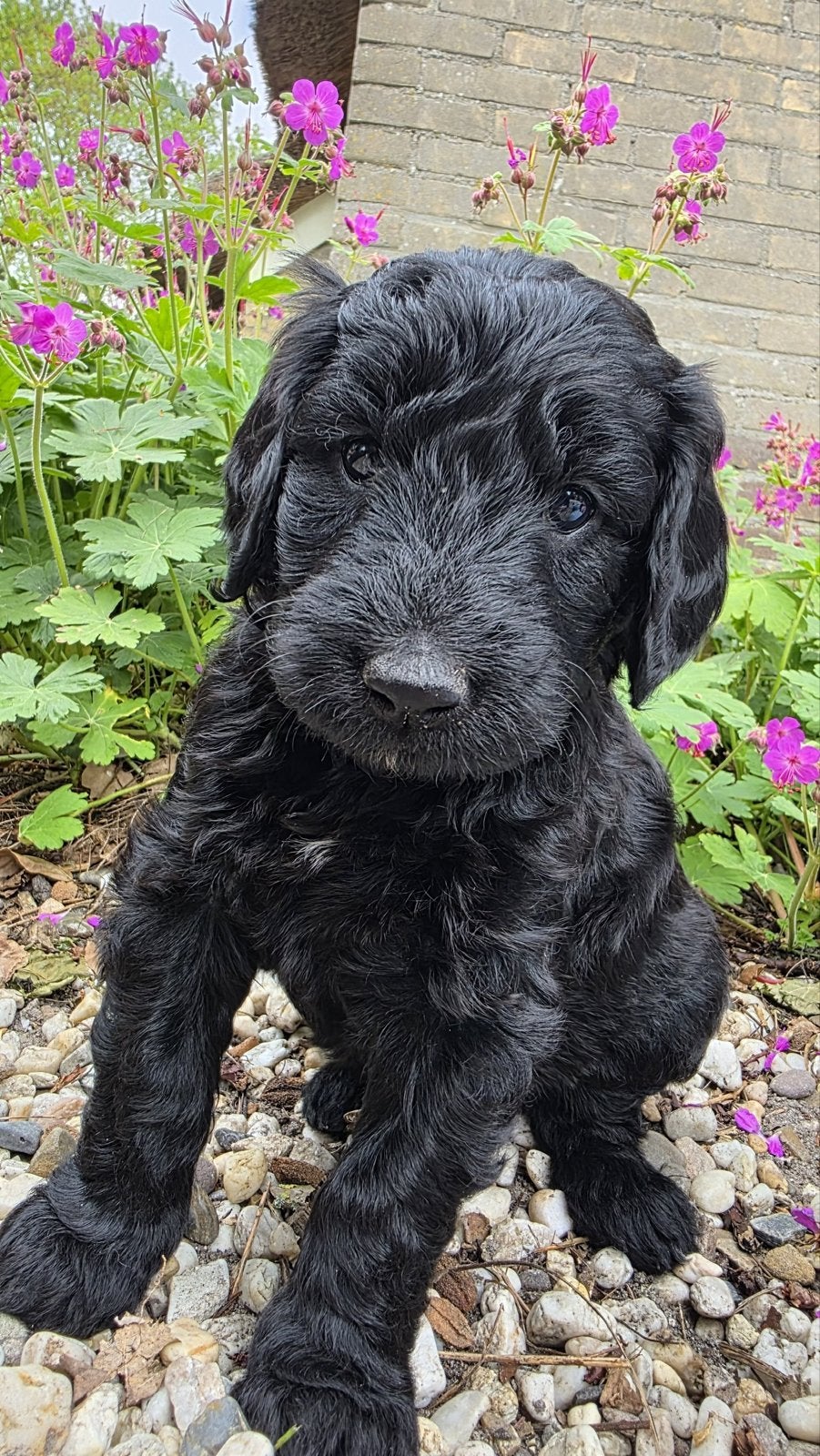 Labradoodle pup, Dieren en Toebehoren, Parvo, Overige rassen, 8 tot 15 weken, Teef