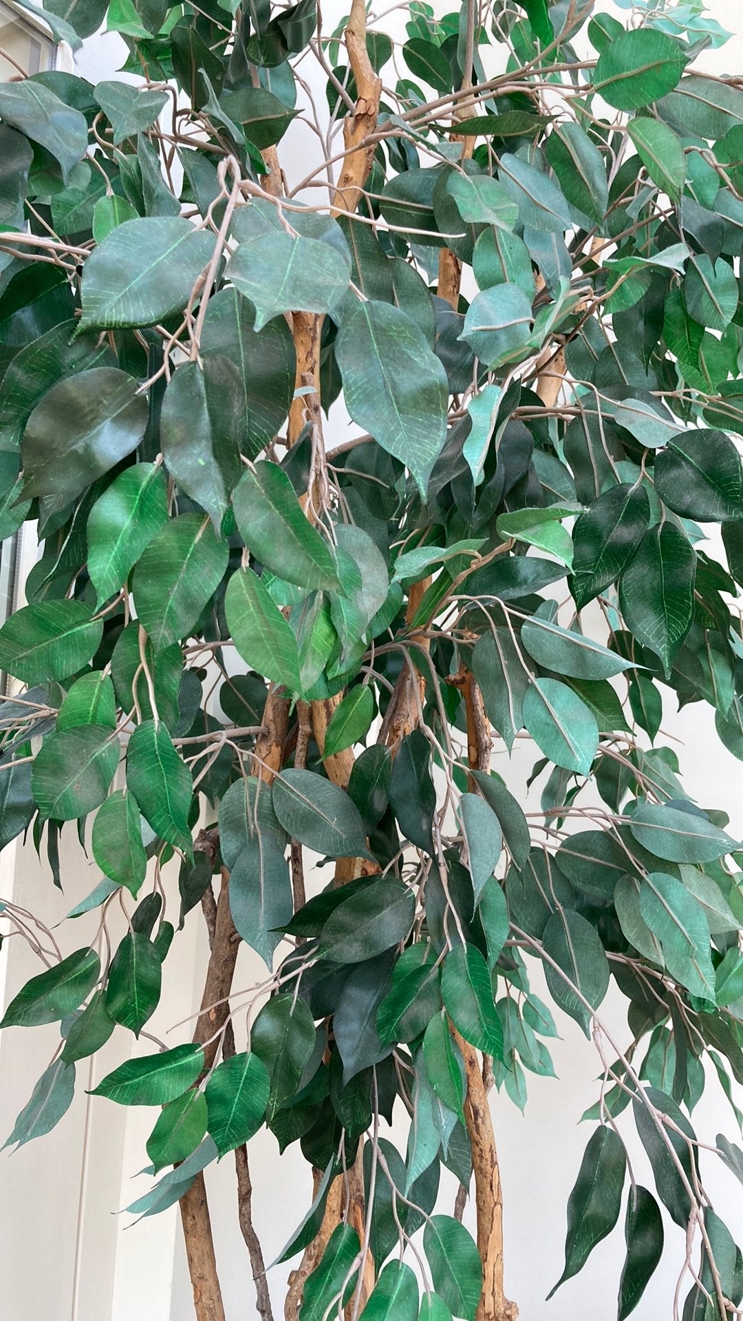 Kunst plant €75.00(ficus)., Ophalen of Verzenden