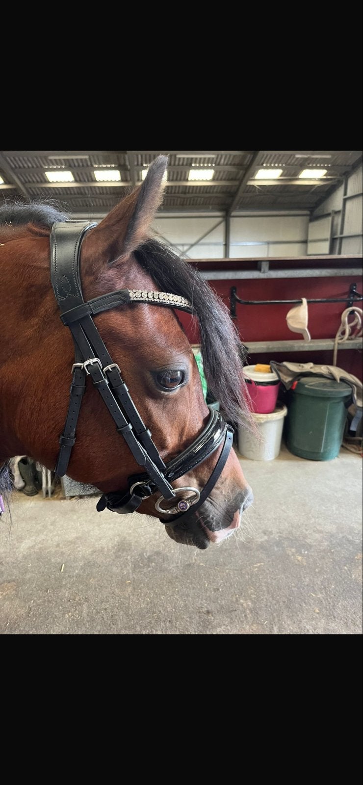 Hoofdstel pony, Ophalen of Verzenden, Hoofdstel, Pony