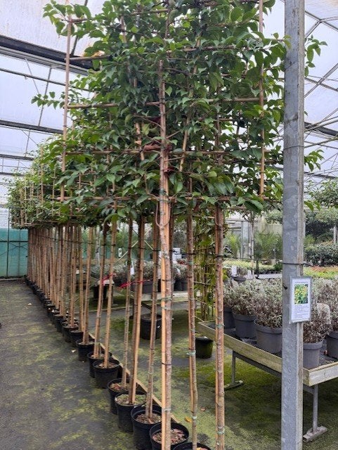 lei brenelia portugese laurier340 cm hoog stam 190 cm hoog, Tuin en Terras, Ophalen, Bloeit niet, Halfschaduw, Overige soorten