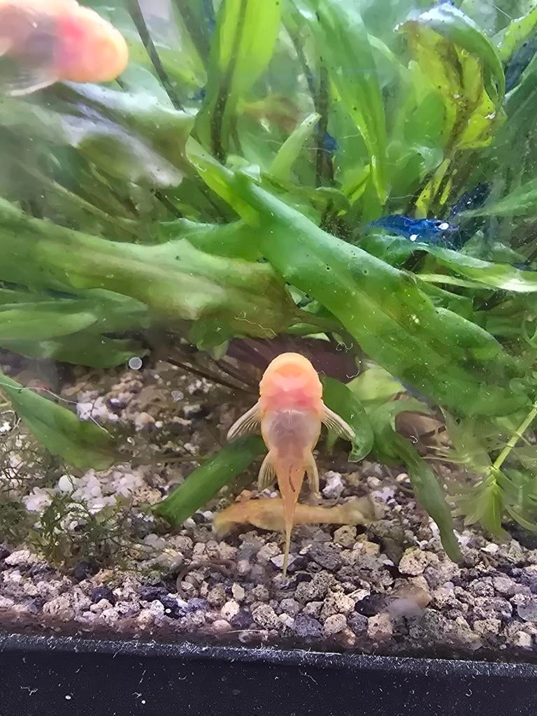 Albino algeneters, Overige typen, Zoetwatervis