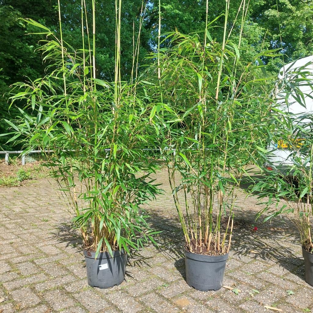Fargesia nitida niet woekerende bamboe Hoogte 125 cm!, Ophalen of Verzenden, Bloeit niet, Overige soorten, Halfschaduw