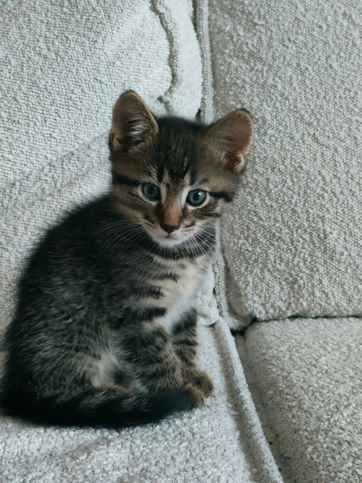 Twee cyperse kittens aangeboden, Meerdere dieren, Kortharig, 0 tot 2 jaar