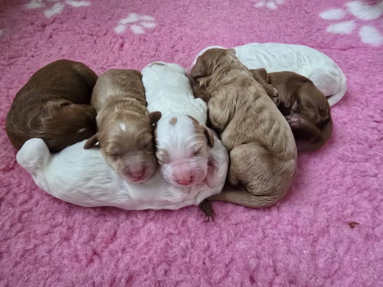 Australian Labradoodle ALD pups geboren, Nederland, 8 tot 15 weken, Meerdere, Meerdere dieren