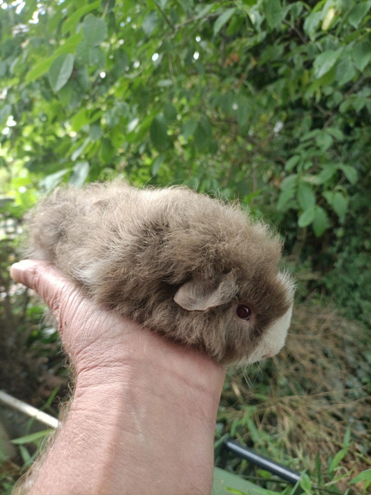Jong cavia beertje, Juni, Mannelijk, Cavia