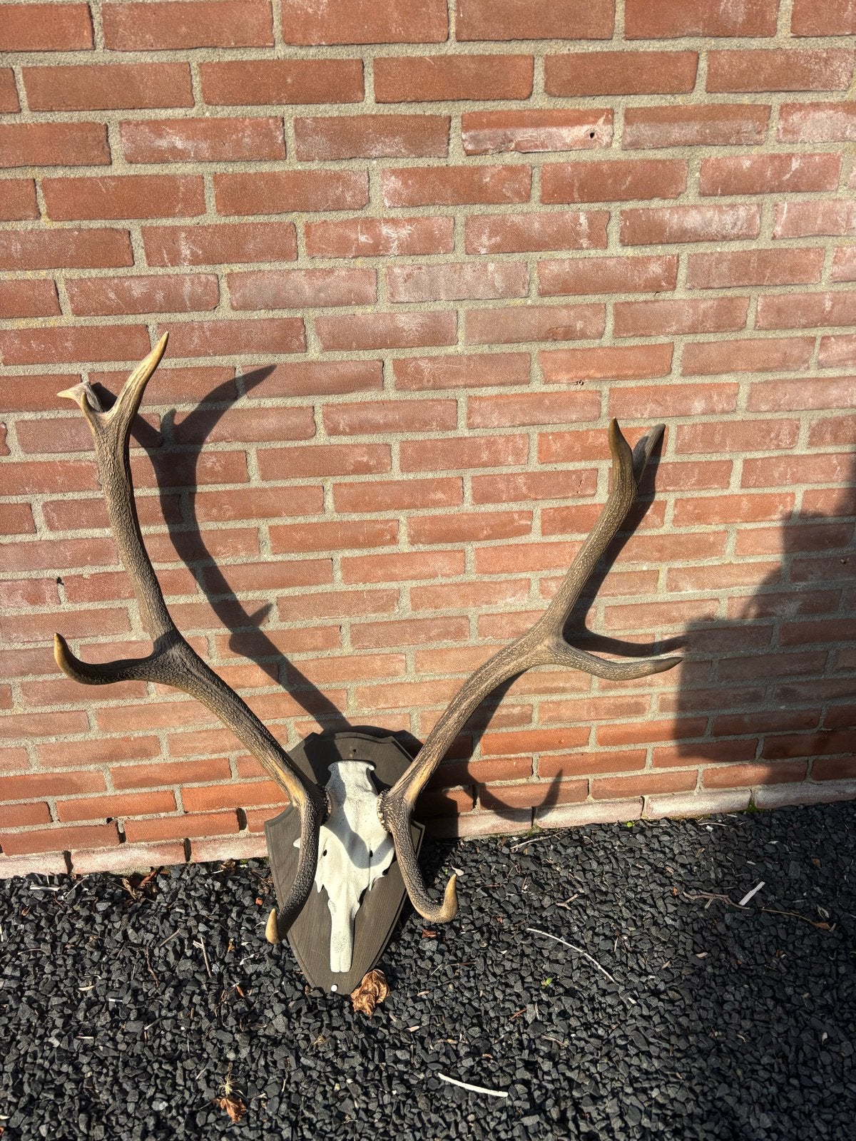 Groot hertengewei op schild - Decoratie, Ophalen of Verzenden, Gebruikt