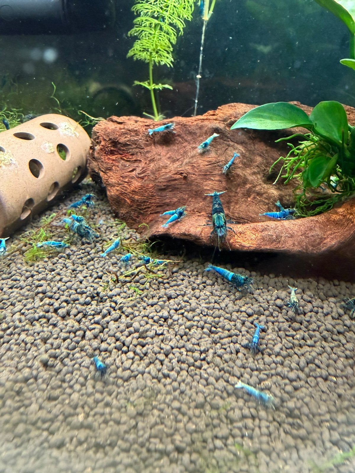 Twee aqauariums caradina garnalen, Ophalen, Zo goed als nieuw, Leeg aquarium