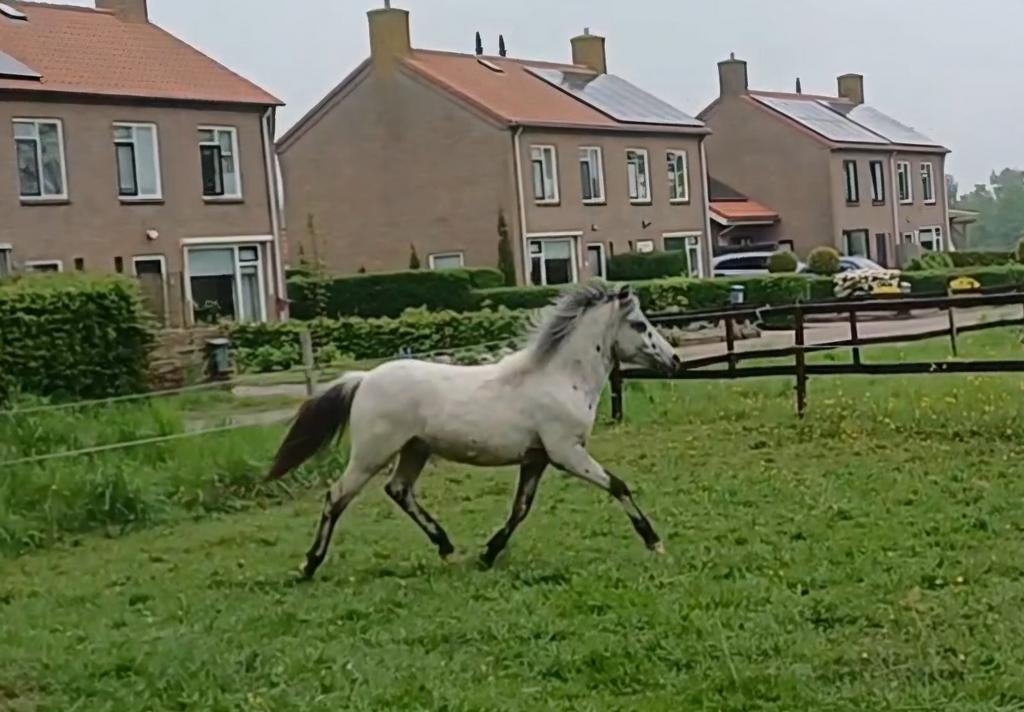 Te koop fewspot appaloosa jaarling ruin, Dieren en Toebehoren, Pony's, Ruin, B pony (1.17m tot 1.27m), Met stamboom, 0 tot 2 jaar