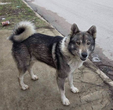 Vriendelijke reu 2jr. Bulgarije URGENT OP STRAAT, 1 tot 2 jaar, Buitenland, Parvo, Eén hond