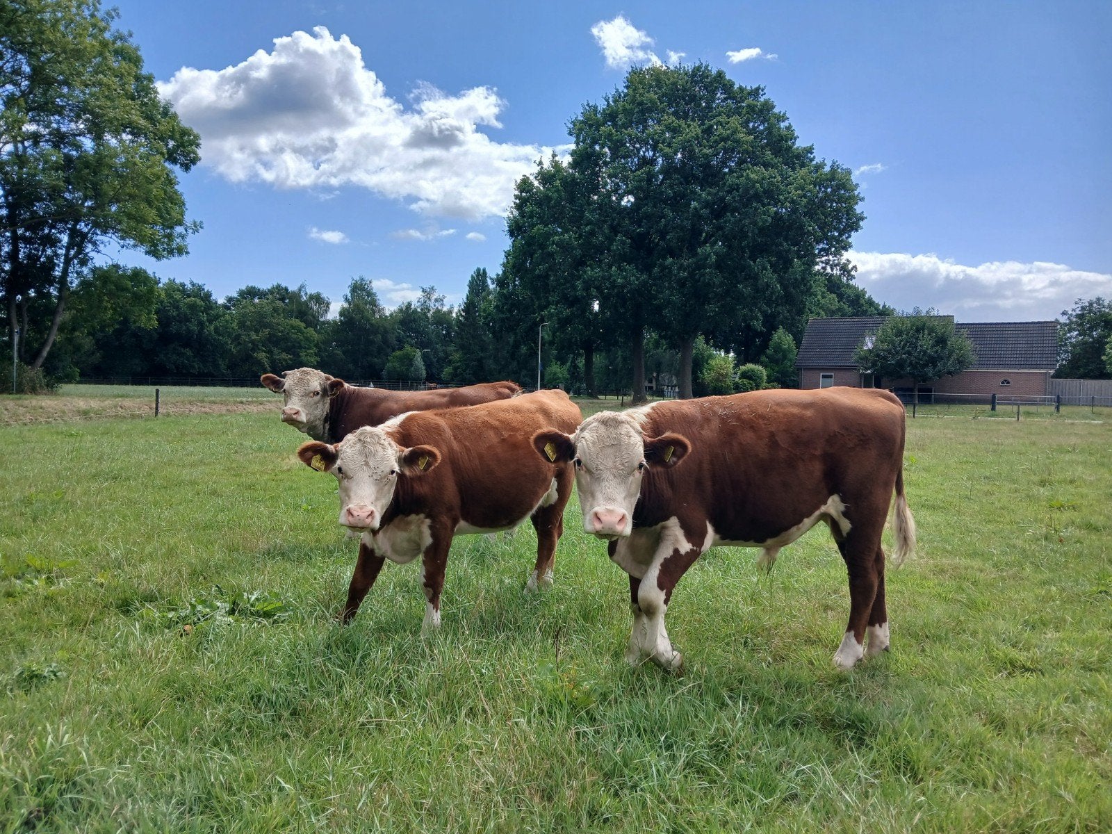 mooie Hereford runderen te koop, Dieren en Toebehoren, Runderen, Meerdere dieren