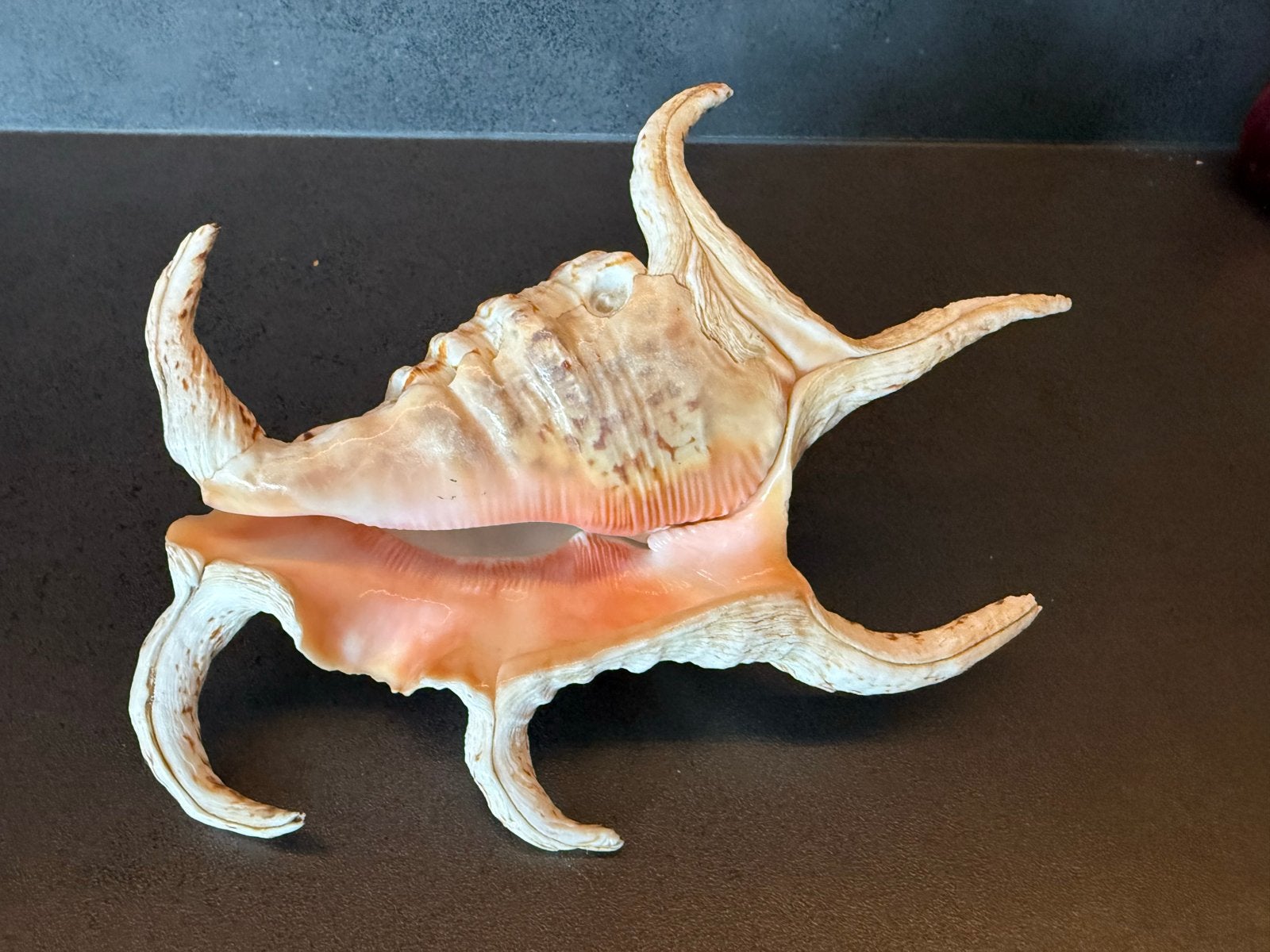 Grote Spider Conch Schelp - Decoratief Stuk, Meerkleurig, Overige stijlen, Ophalen of Verzenden, Zo goed als nieuw