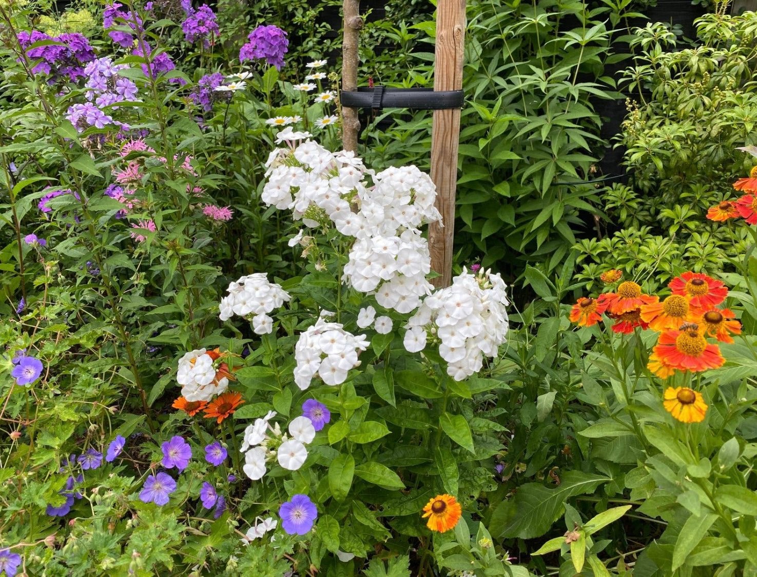 Witte/zachtroze Phlox, langbloeiend, vaste tuinplant., Vaste plant, Halfschaduw, Zomer, Ophalen