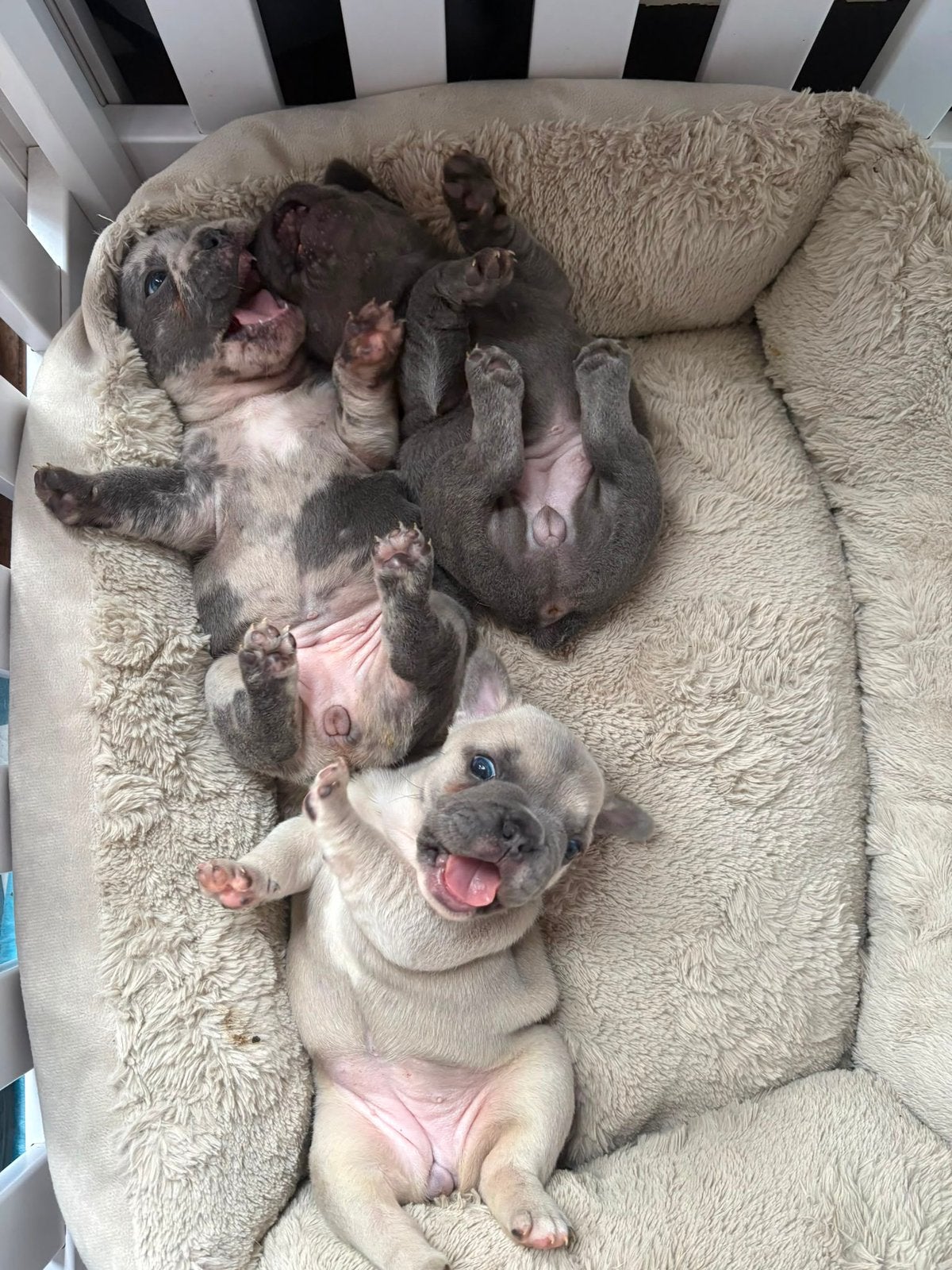 Franse bulldog pups, Dieren en Toebehoren, Parvo, 8 tot 15 weken, Bulldog, Meerdere