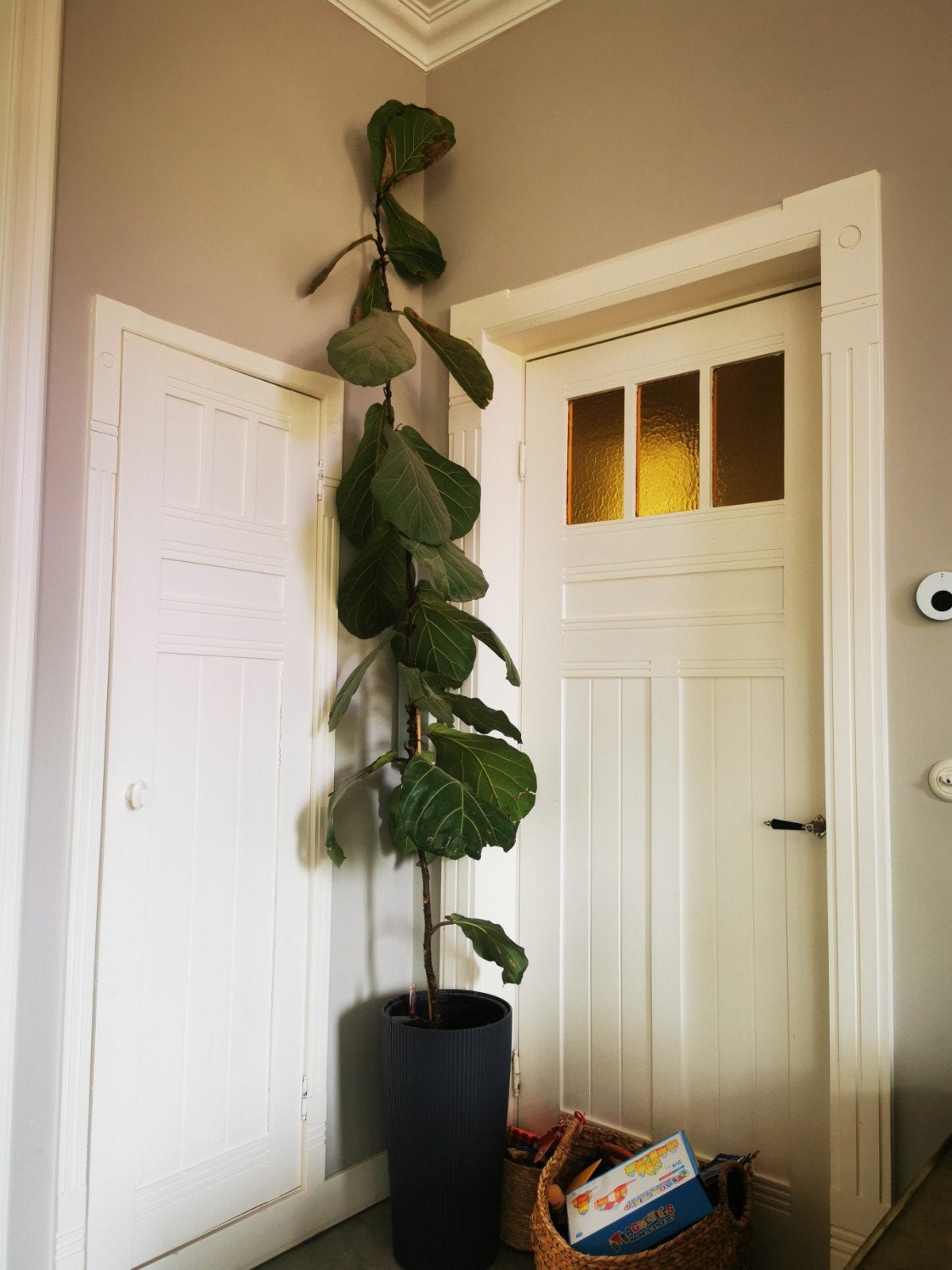 Fycas Lyrata Tabaksplant

Ruim 3 meter, Ophalen, In pot, Halfschaduw