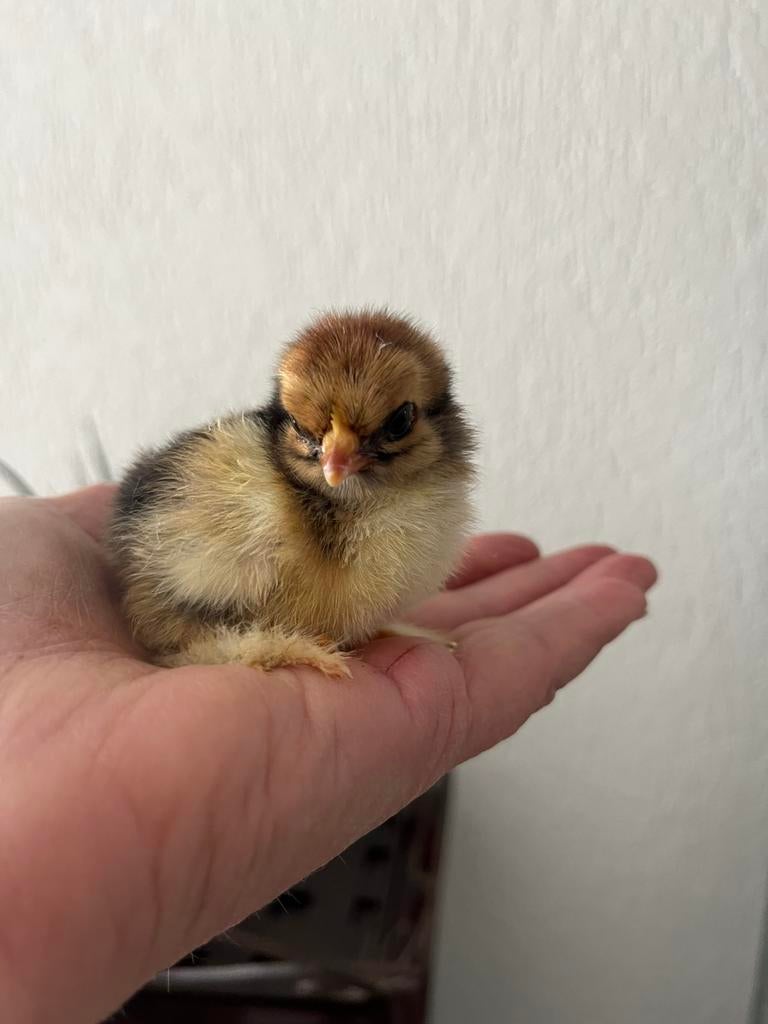 Broedeieren cochin kriel goud/zwart gezoomd, Geslacht onbekend, Kip