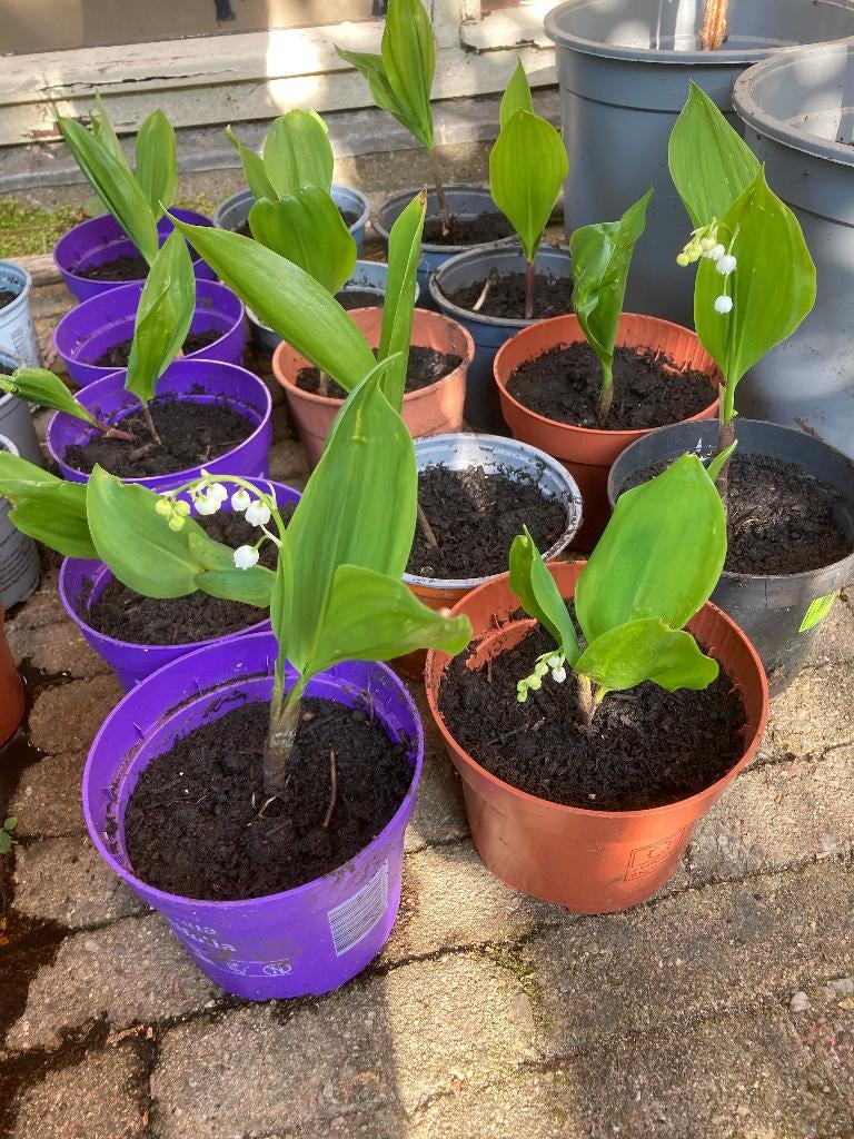 3 Lelietje-Van Dalen (Meiklokje) planten voor 2 euro, Tuin en Terras, Planten | Tuinplanten, Ophalen, Bodembedekkers, Vaste plant