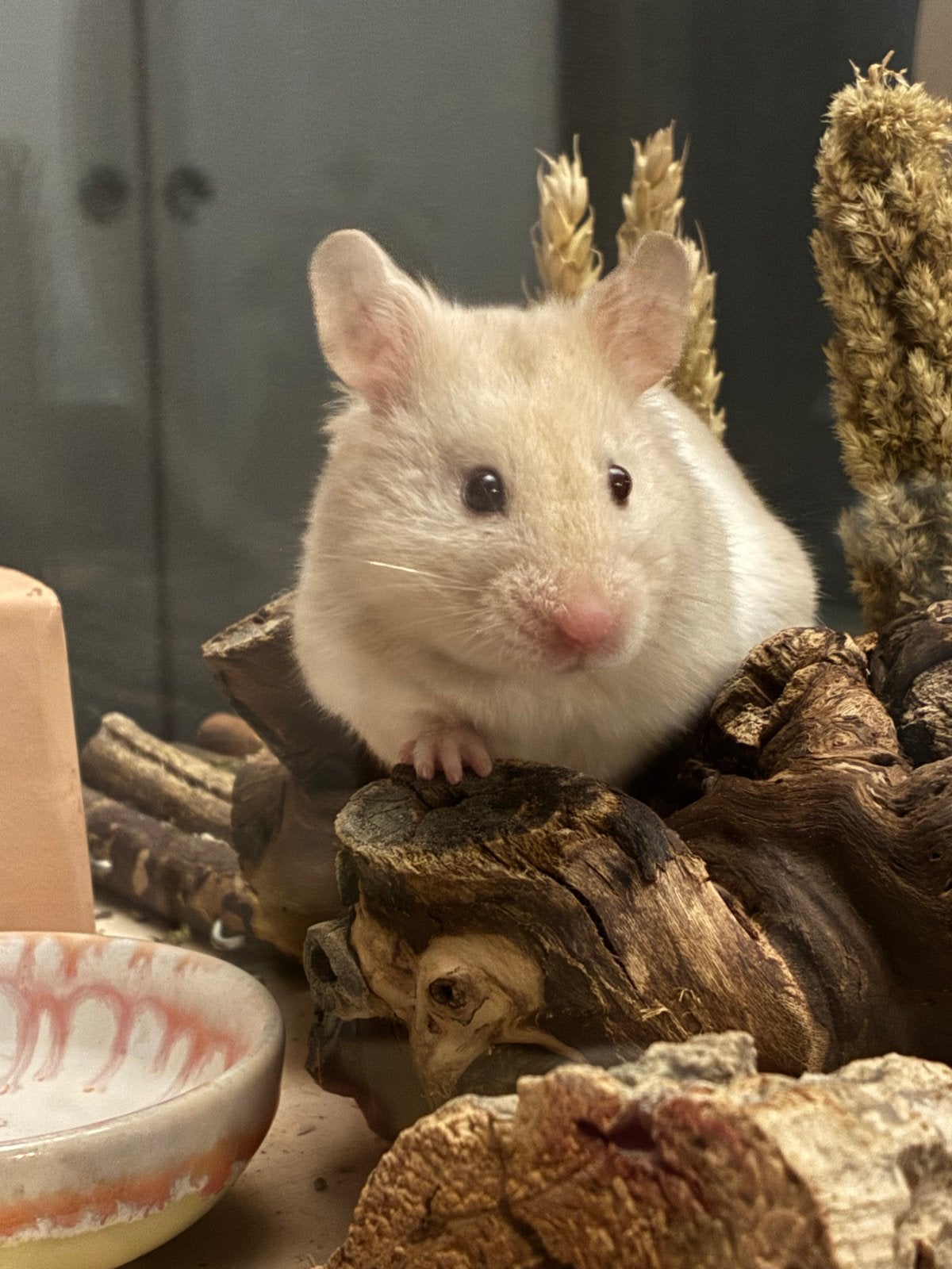 Golden/Syrian Hamster, Hamster, Maart, Vrouwelijk, Tam