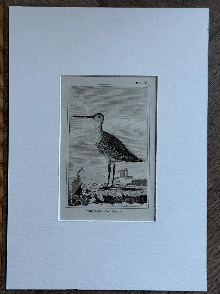 1812 - Zwarte ruiter / The Jadreka snipe - p0827-05, Antiek en Kunst, Kunst | Etsen en Gravures, Ets, 1700 - 1799, Ophalen of Verzenden