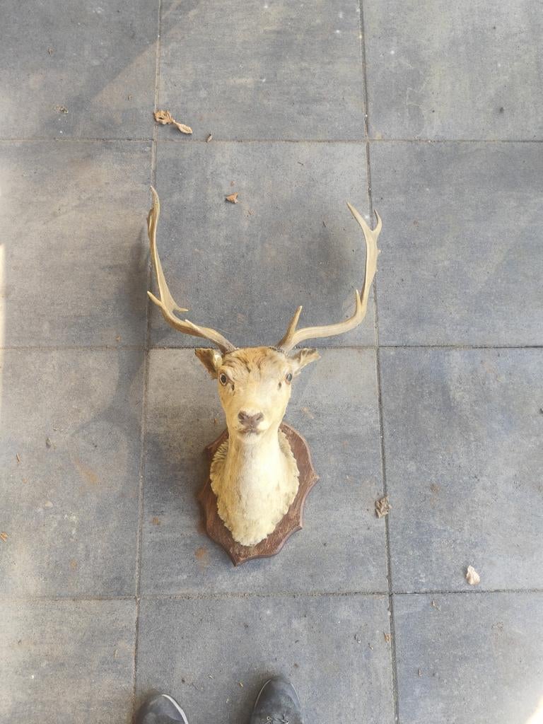 Opgezette reebok, Ophalen of Verzenden, Vogel, Opgezet dier