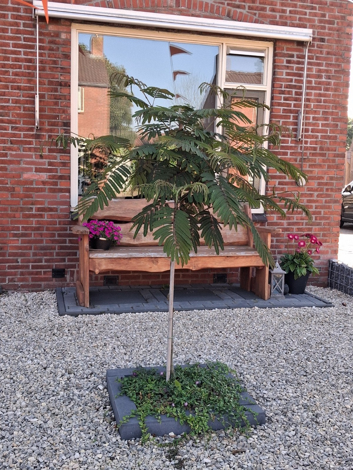 Perziche Slaapboom, Tuin en Terras, Planten | Bomen, Overige soorten, Minder dan 100 cm, Zomer, Ophalen