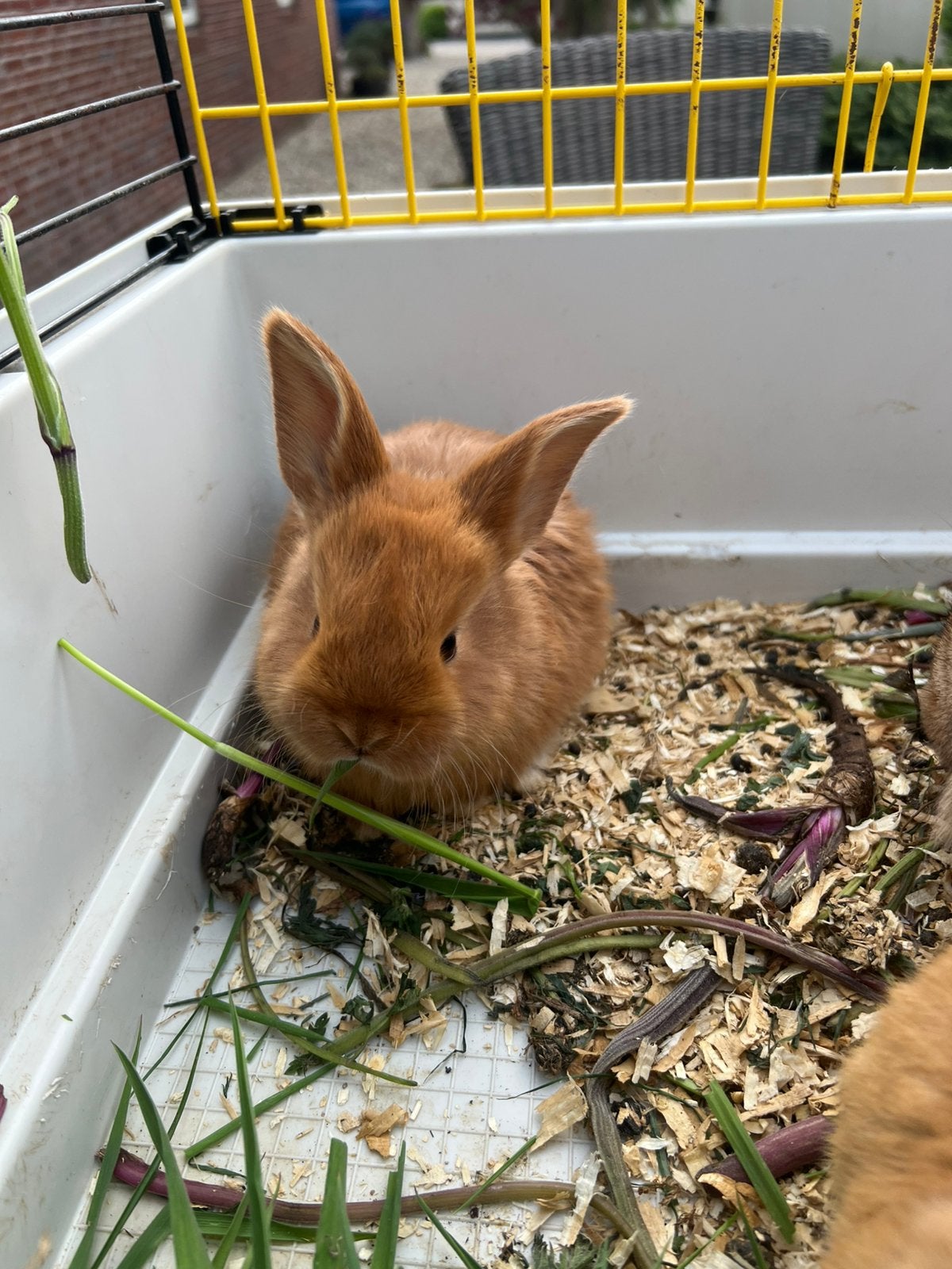 Lief konijntje, Dieren en Toebehoren, Vrouwelijk, Klein