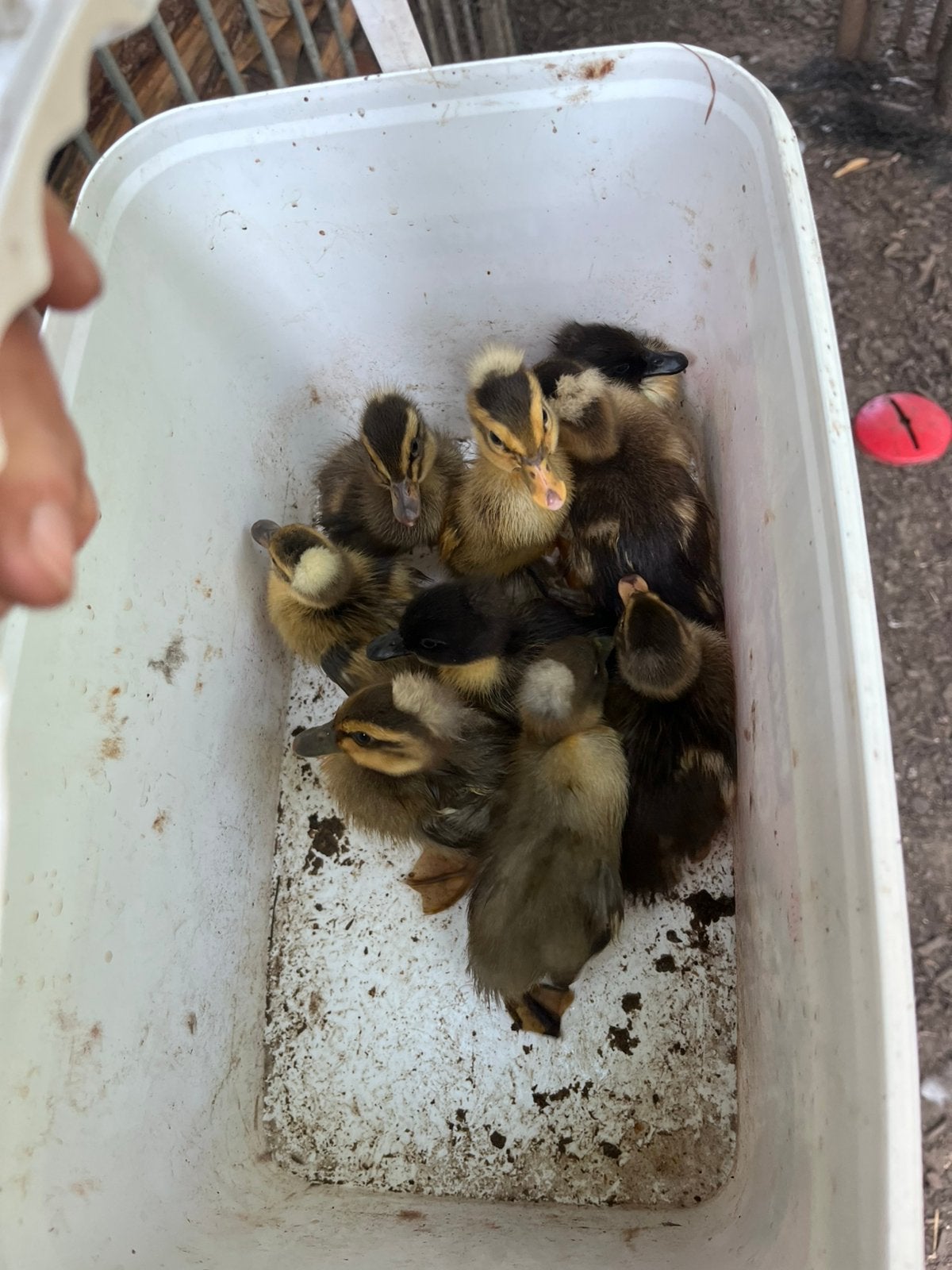 Kuifeenden, Dieren en Toebehoren, Pluimvee, Eend