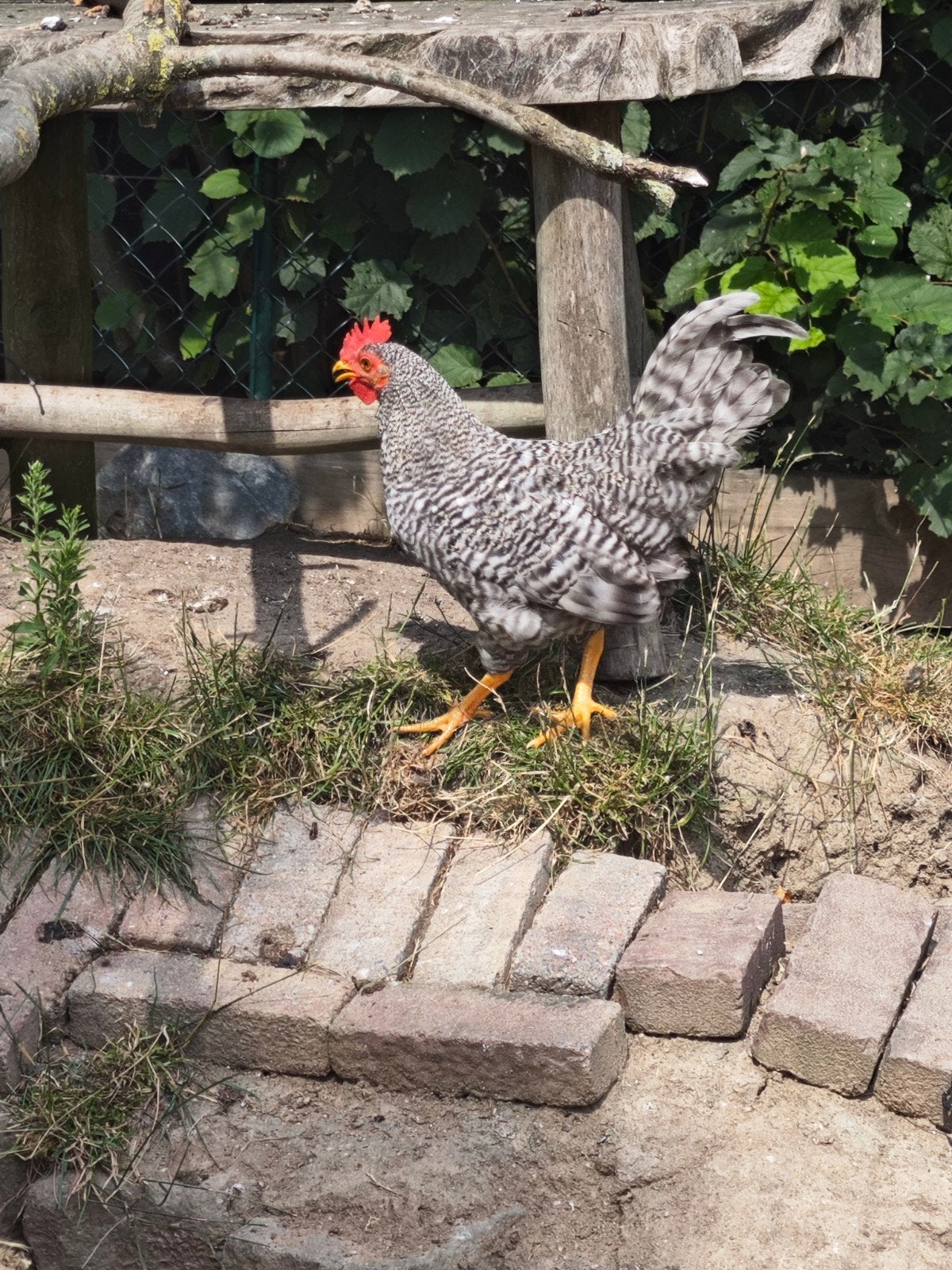 Haantje te koop, kriel, Mannelijk, Kip