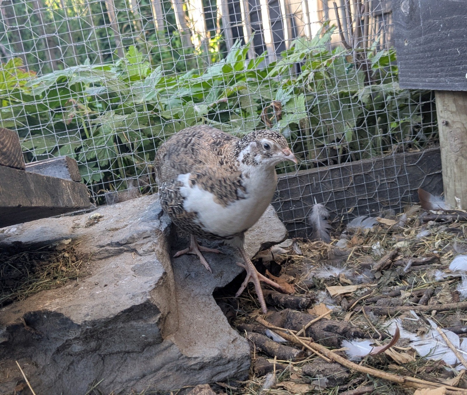 Jonge Celadonkwartels, Meerdere dieren, Overige soorten