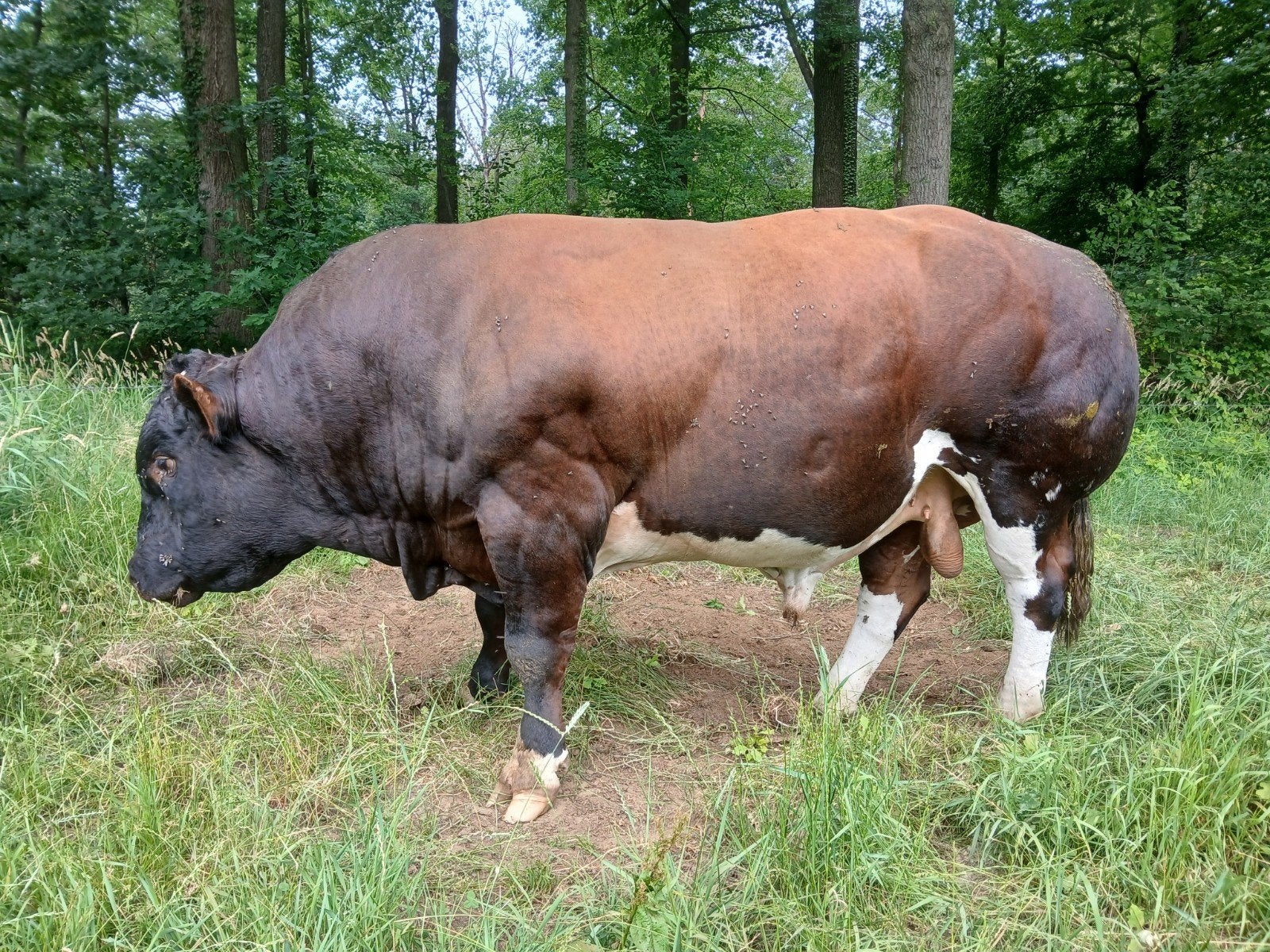Te koop mooie VRB. Dekstier, Dieren en Toebehoren, Runderen, Meerdere dieren