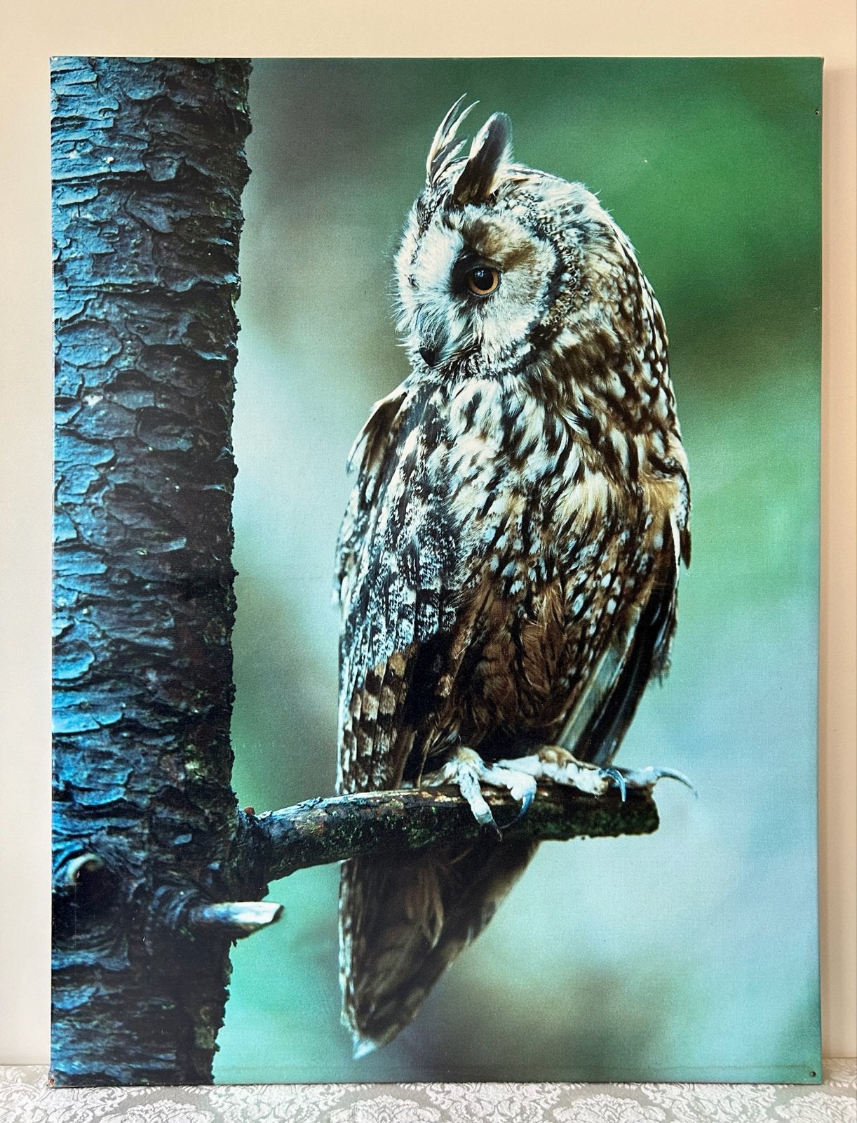 Schilderij Uil op tak - Canvas print, Ophalen, Doek, Realistisch, Dieren