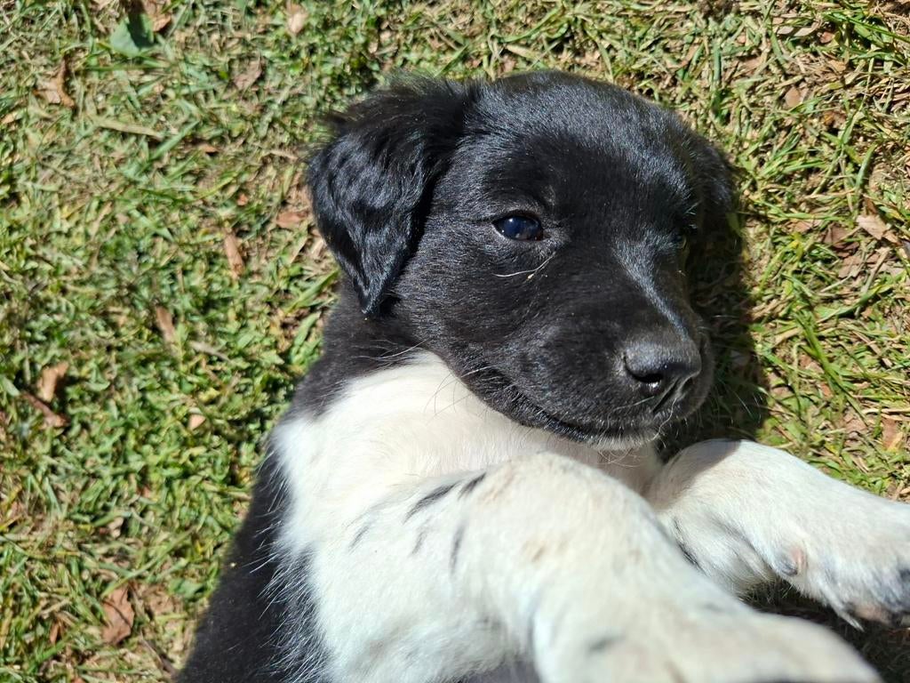 Friese Stabij puppy's, Overige rassen, 8 tot 15 weken, Meerdere, Meerdere dieren